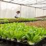 can-smart-greenhouses-bring-back-food-production-in-cities?