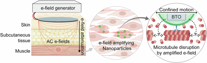 targeted-amplification-of-alternating-electric-fields-using-ferroelectric-nanoparticles