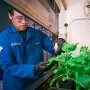 spray-on-antibacterial-coating-offers-new-protection-for-plants-against-disease-and-drought