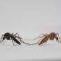 spot-the-males:-new-gene-editing-method-could-transform-mosquito-control