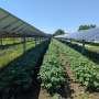 solar-panels-over-crops-may-boost-farmworkers’-comfort