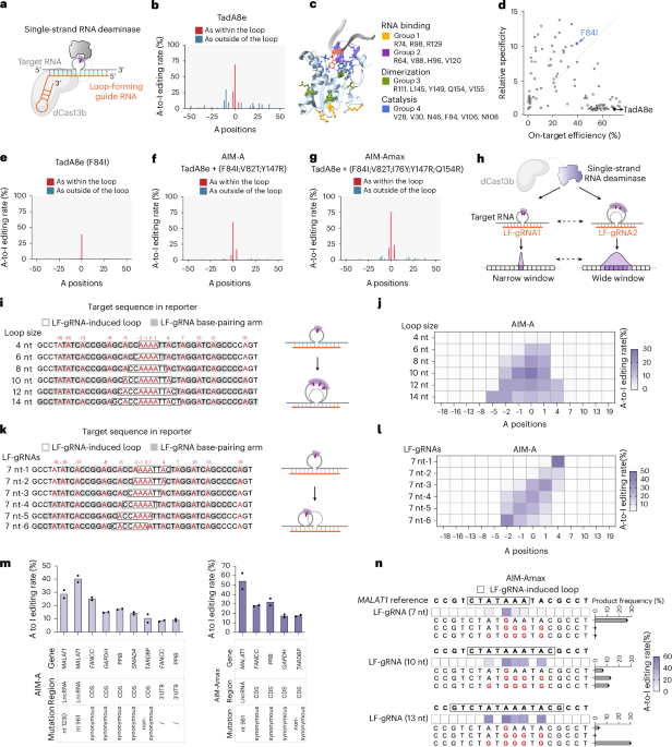single-strand-deaminase-assisted-editing-for-functional-rna-manipulation