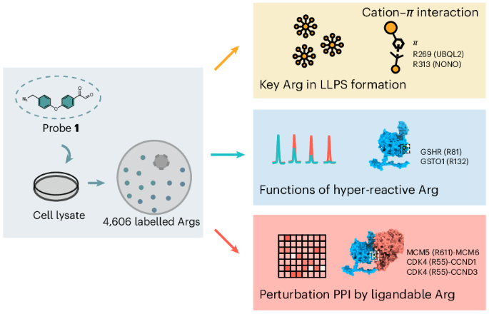 global-profiling-of-arginine-reactivity-and-ligandability-in-the-human-proteome