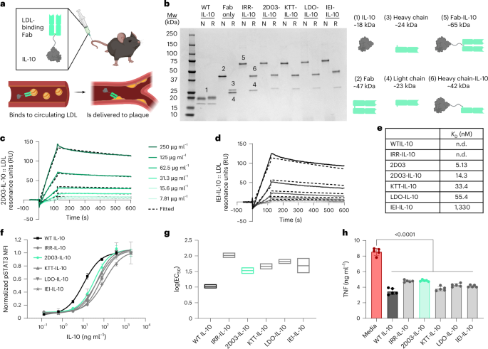 ldl-binding-il-10-reduces-vascular-inflammation-in-atherosclerotic-mice