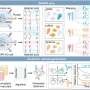 high-throughput-platform-enables-aptamer-discovery-and-kinetic-profiling