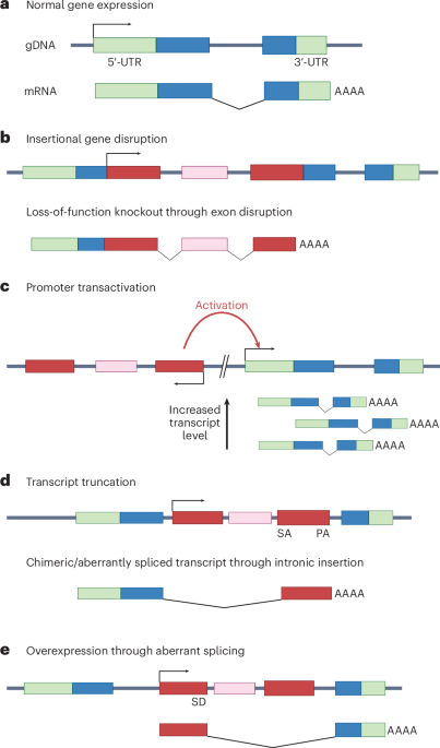 non-viral-vectors-as-beacons-of-hope-for-reducing-genotoxic-risks-of-gene-therapy