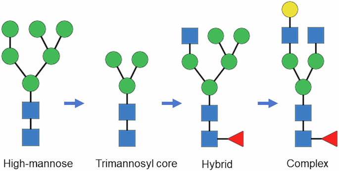 on-the-achievable-consistency-of-glycan-distribution-in-biomanufacturing-of-therapeutic-mabs