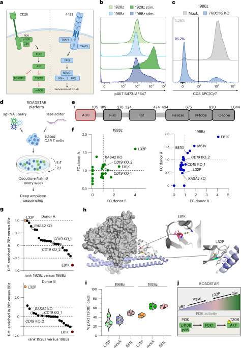 car-adapted-pik3cd-base-editing-enhances-t-cell-anti-tumor-potency