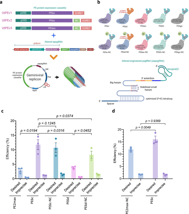 development-of-an-ultra-efficient-prime-editing-system-in-tomato