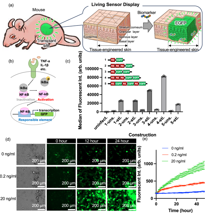 living-sensor-display-implanted-on-skin-for-long-term-biomarker-monitoring