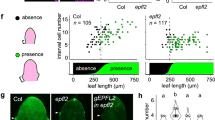 the-old-pea-model-in-a-new-light:-power-of-auxin-over-photoassimilates