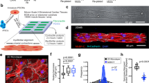 optimized-biomechanical-design-of-a-tissue-engineered-pulsatile-fontan-conduit