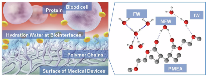 interfacial-water-states-and-the-biocompatibility-of-biomaterials:-the-role-of-intermediate-water