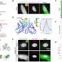 ai-tools-speed-development-of-antibody-probes-to-see-activity-inside-living-cells