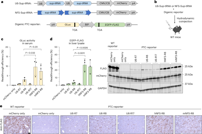 an-engineered-uga-suppressor-trna-gene-for-disease-agnostic-aav-delivery