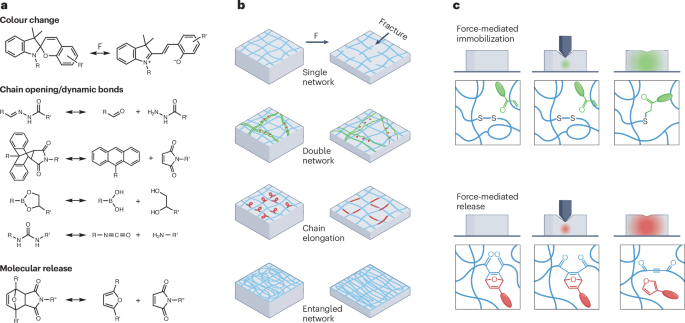 building-mechanochemistry-into-soft-biomaterials