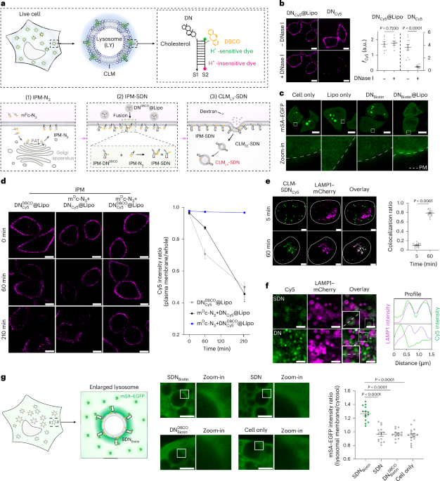 dna-nanodevices-detect-an-acidic-nanolayer-on-the-lysosomal-surface