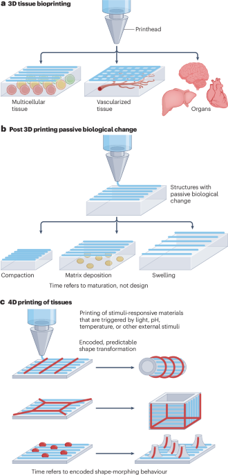 reassessing-the-scope-and-definition-of-4d-tissue-bioprinting