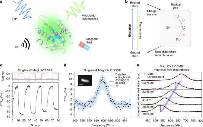 quantum-spin-resonance-in-engineered-proteins-for-multimodal-sensing