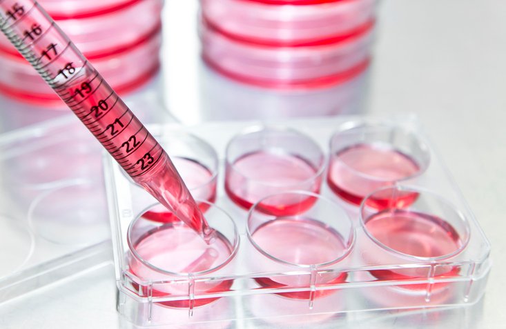 cell-lines-that-make-their-own-amino-acids