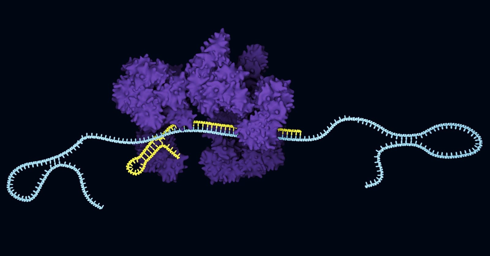 ai‑designed-anti‑crisprs-enable-rapid-cas13-inhibition