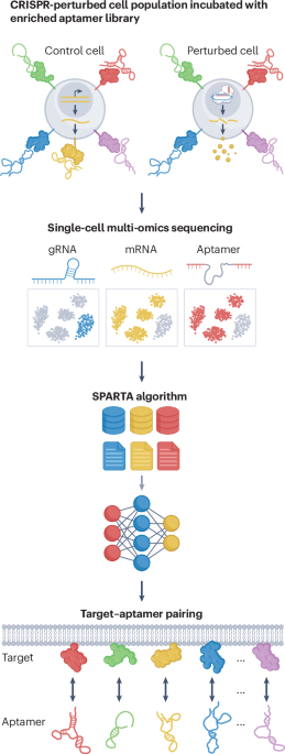 high-throughput-identification-of-aptamer–target-pairs-with-spark-seq