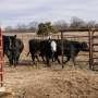 No fences needed: GPS collars show ‘virtual fencing’ is next frontier of livestock grazing