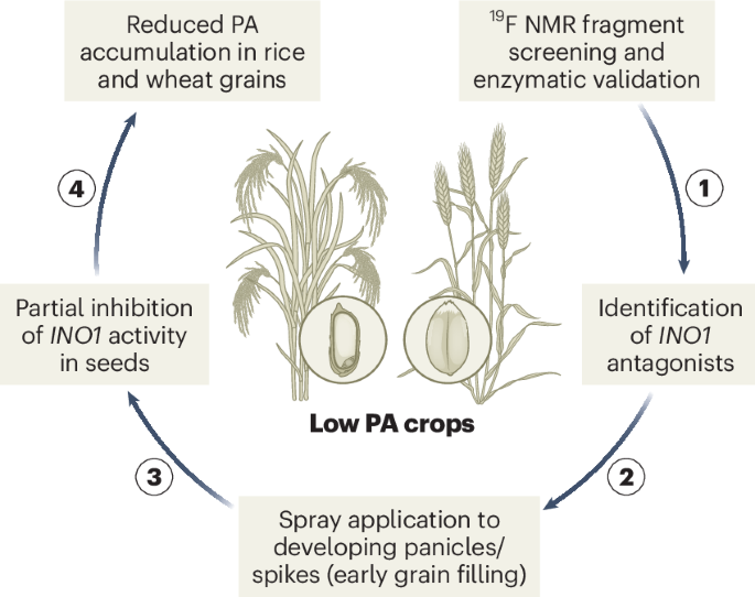Chemical strategies for mineral bioavailability