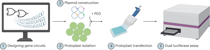 designing-and-testing-crispri-based-synthetic-gene-circuits-in-plants