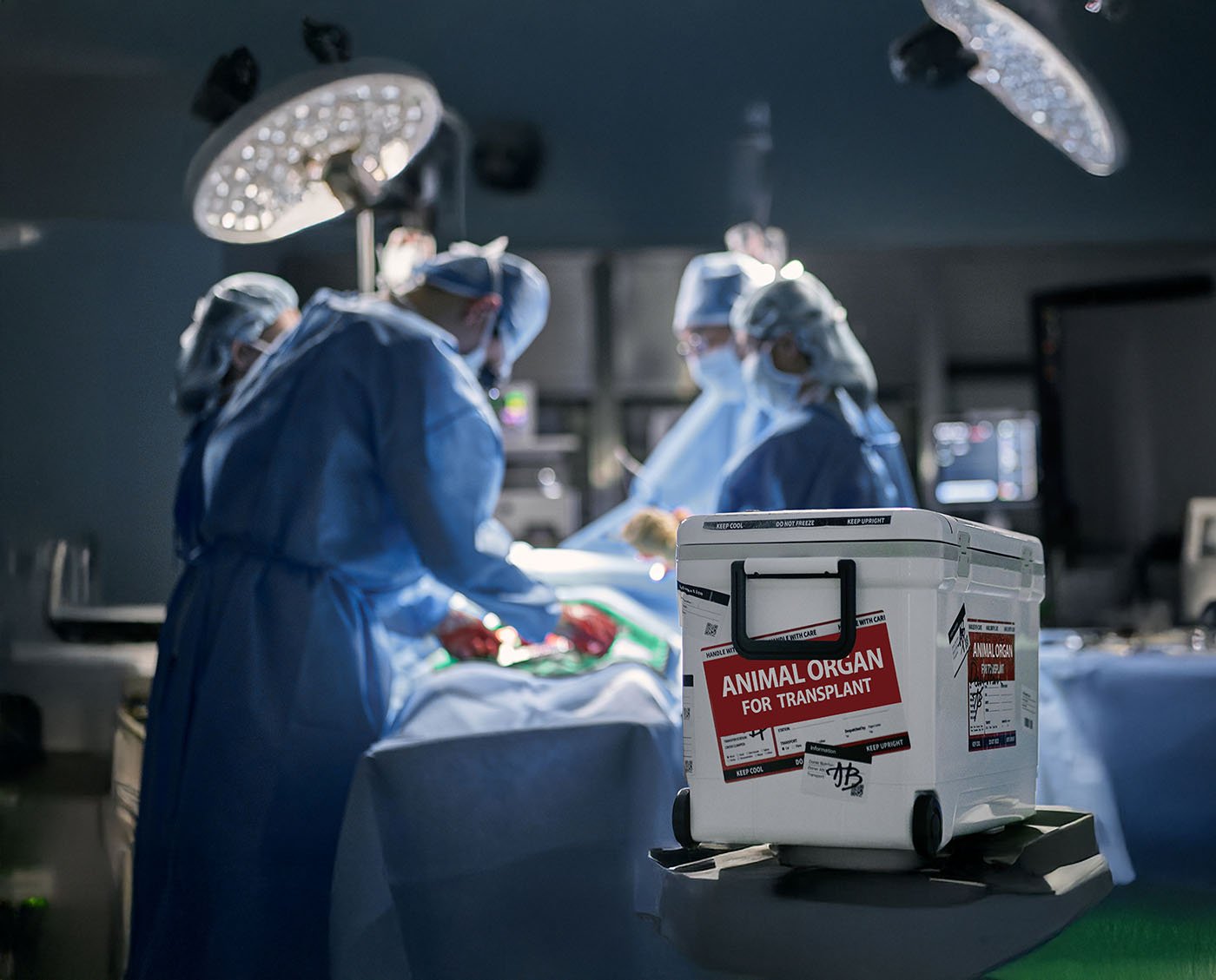 xenotransplantation:-making-silk-purses-from-sow-ears