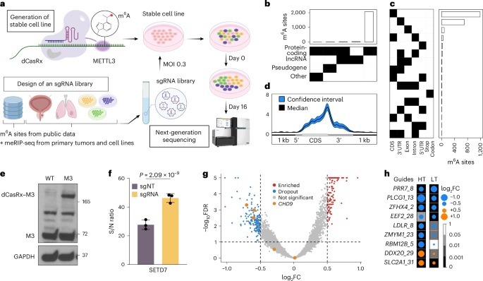 mettl3-based-epitranscriptomic-editing-screening-identifies-functional-m6a-sites-in-cancers