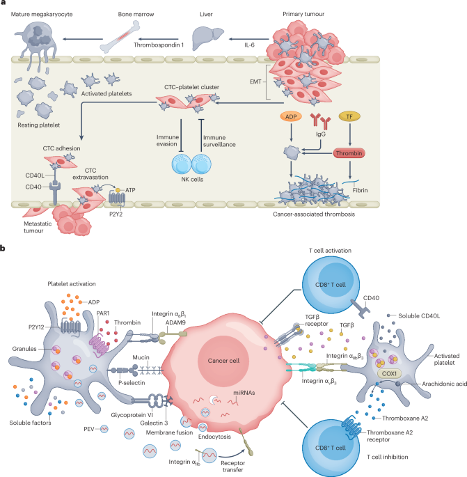 engineering-platelets-as-cancer-therapeutics