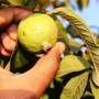 Modulated UV-C light increases the shelf life of guavas, study shows
