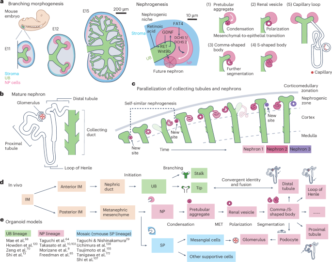 Developmentally inspired synthetic kidney engineering