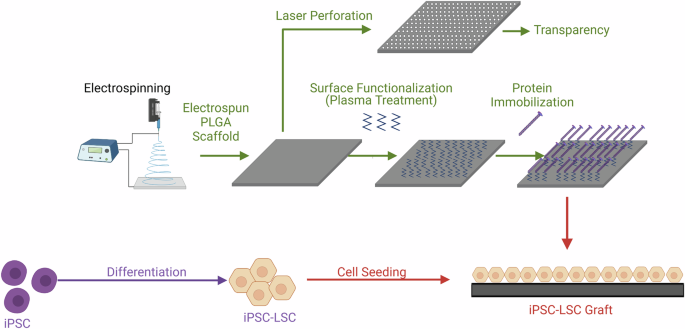 surface-modified-electrospun-scaffold-supports-ipsc-derived-limbal-stem-cell-function