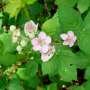 drones-can-offer-a-faster,-more-precise-way-to-measure-blackberry-flowering