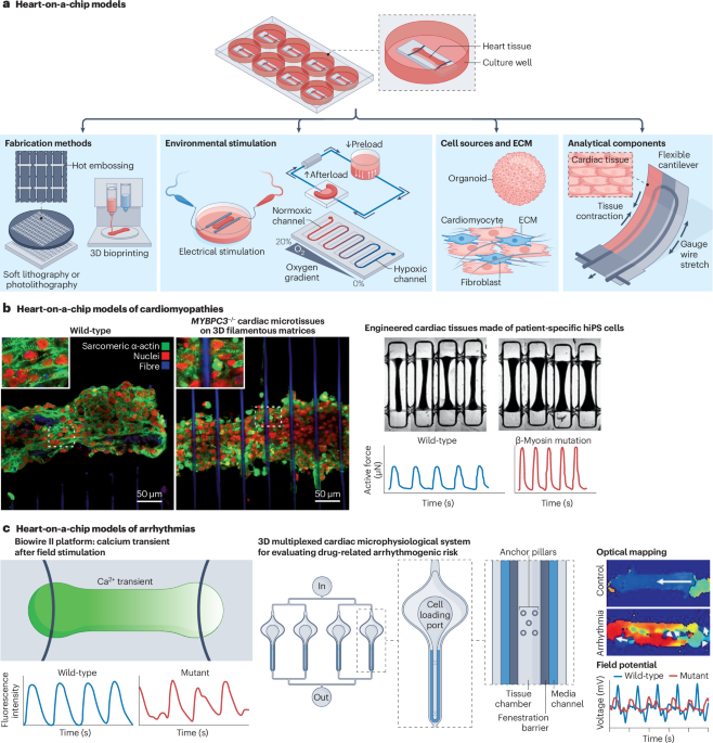 heart-on-a-chip-and-vasculature-on-a-chip-platforms-as-models-of-cardiovascular-disease