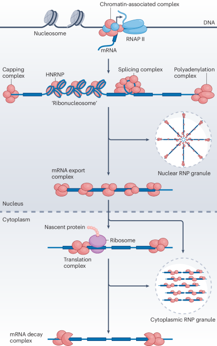 bridging-technical-innovation-and-computational-advances-in-studies-of-rna–protein-assemblies