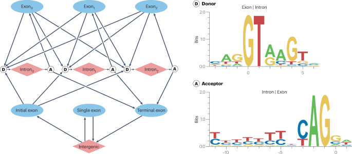 Annotating genomes at increased scale and resolution