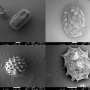 exploring-electron-microscopy-and-ai-as-key-players-for-identifying-pollen-grains