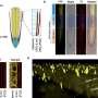 longer-roots-for-drought?-how-an-edited-protein-could-reshape-crop-resilience