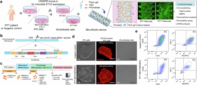 mir126-mediated-alteration-of-vascular-integrity-in-rett-syndrome