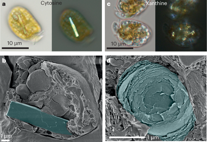 Microalgae as cellular factories for molecular crystals
