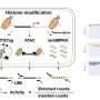 a-new-method-to-decode-how-dna-‘switches’-control-gene-activity
