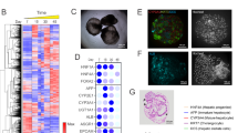 multi-lineage-hepatic-organoids-reveal-toxic-exosome-mediated-indirect-hepatotoxicity