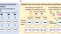 Reconstitution of DNA fragments on HAC/MAC via the fragment-assembly system