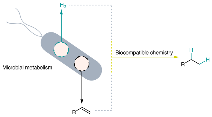 Native H2 pathways enable biocompatible hydrogenation of metabolic alkenes in bacteria