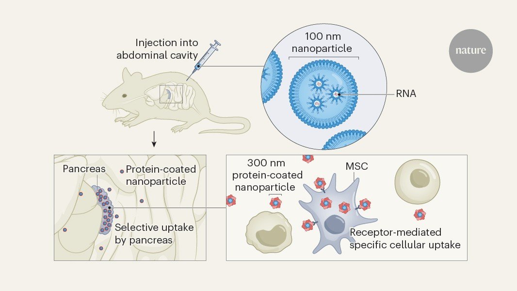 lipid-nanoparticles-engineered-to-target-therapeutic-rna-to-the-pancreas