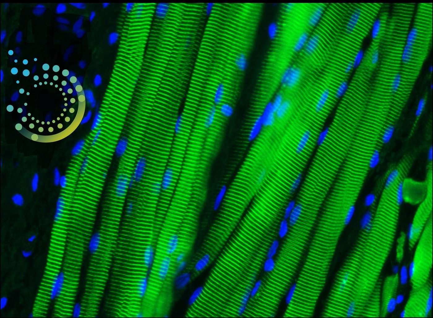 bridging-the-translation-gap-for-regenerative-tissues