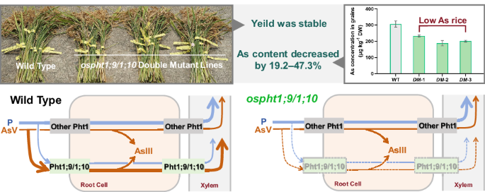 knocking-out-ospht1;9-1;10-genes-decreases-arsenic-accumulation-in-rice-(oryza-sativa)-grains